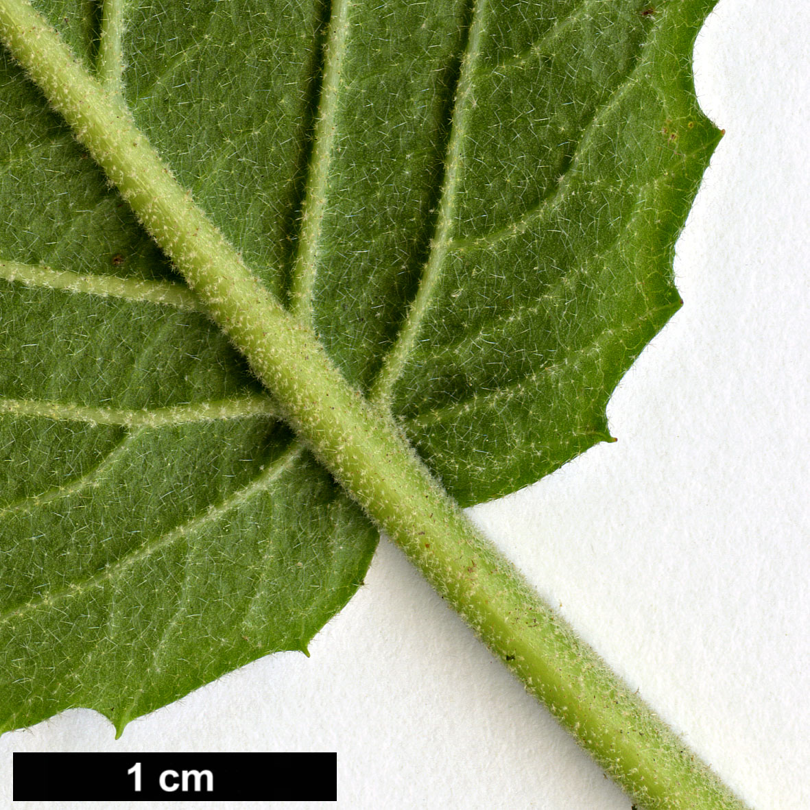 High resolution image: Family: Adoxaceae - Genus: Viburnum - Taxon: ×carlcephalum (V.carlesii × V.macrocephalum f. keteleeri)